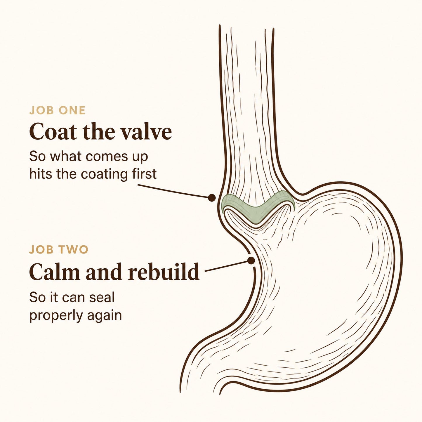 More Than Probiotics - Two jobs