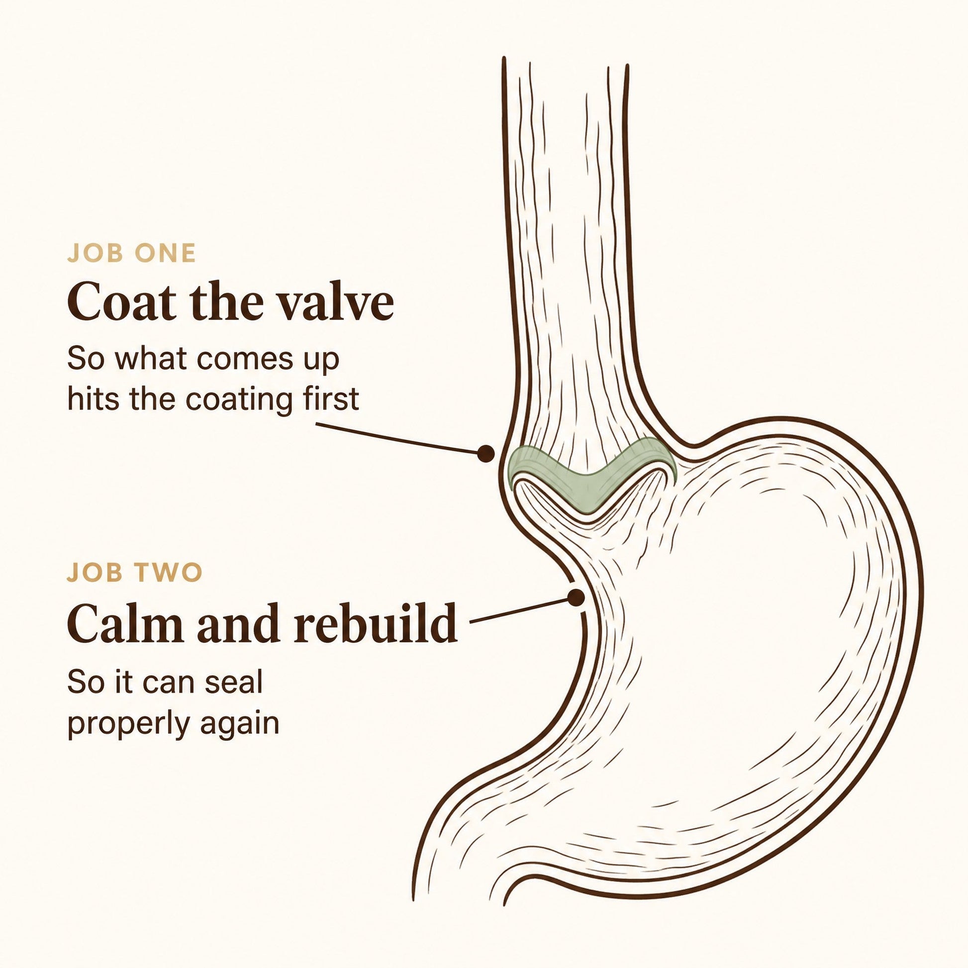 More Than Probiotics - Two jobs