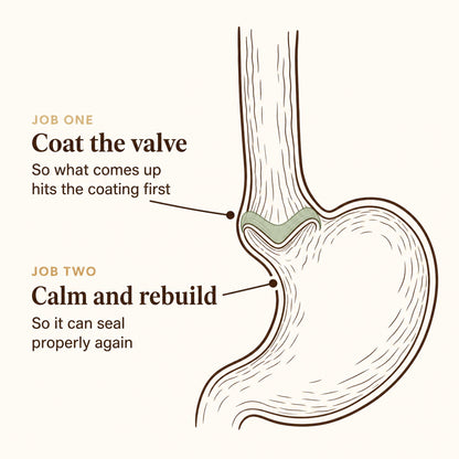 More Than Probiotics - Two jobs