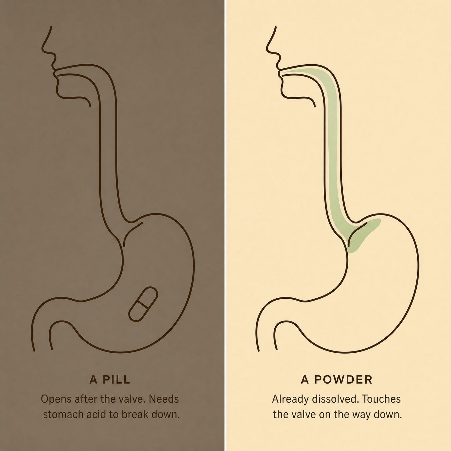 More Than Probiotics - Powder and pill