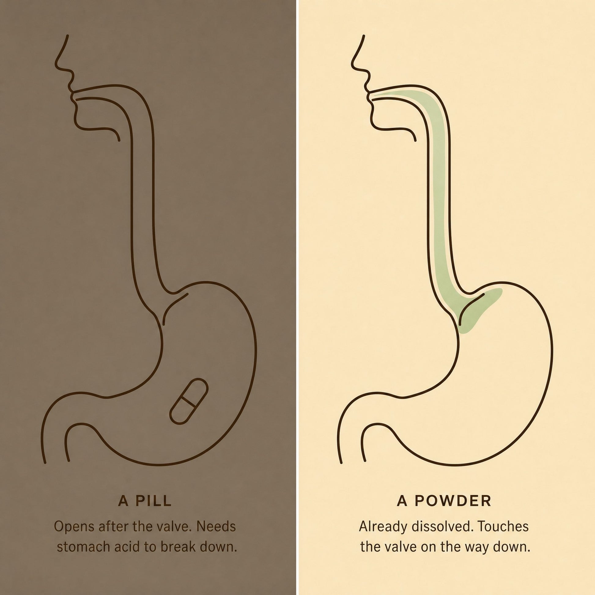More Than Probiotics - Powder and pill
